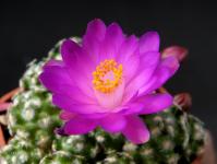 Thumbnail of 1838_Mammillaria haudeana GAI3636_20140515_01(1).JPG